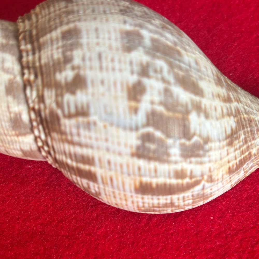 Tulip Shell - Picture 2 of 7